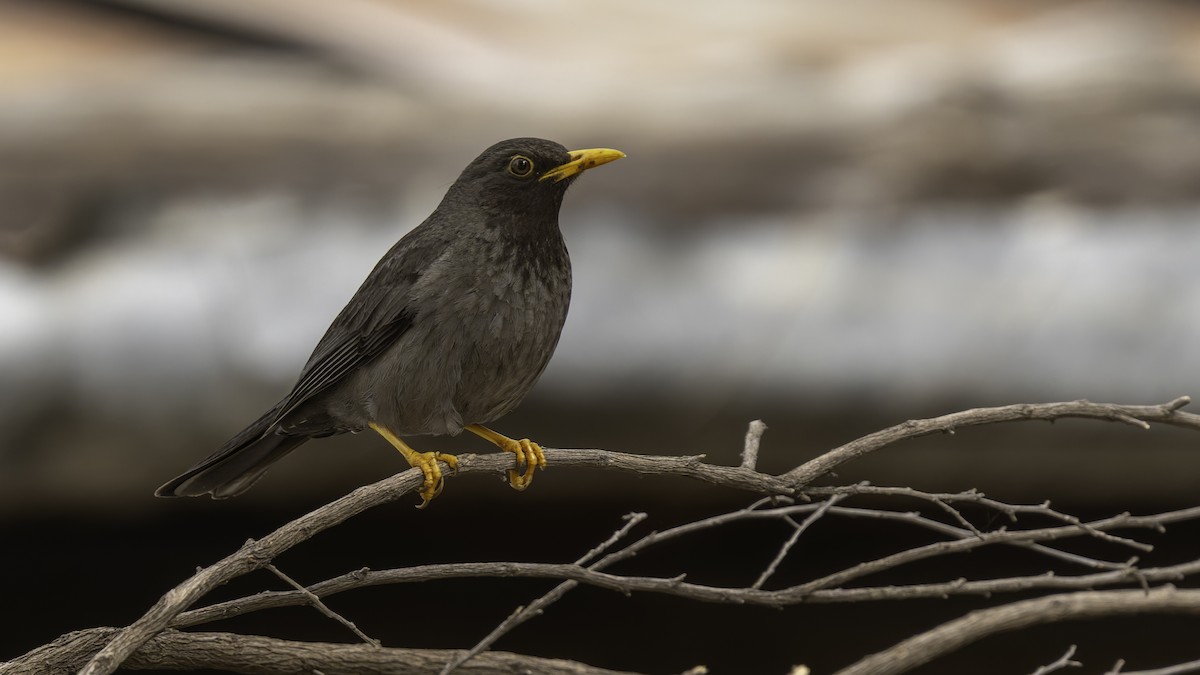 Merle de Somalie - ML635971700