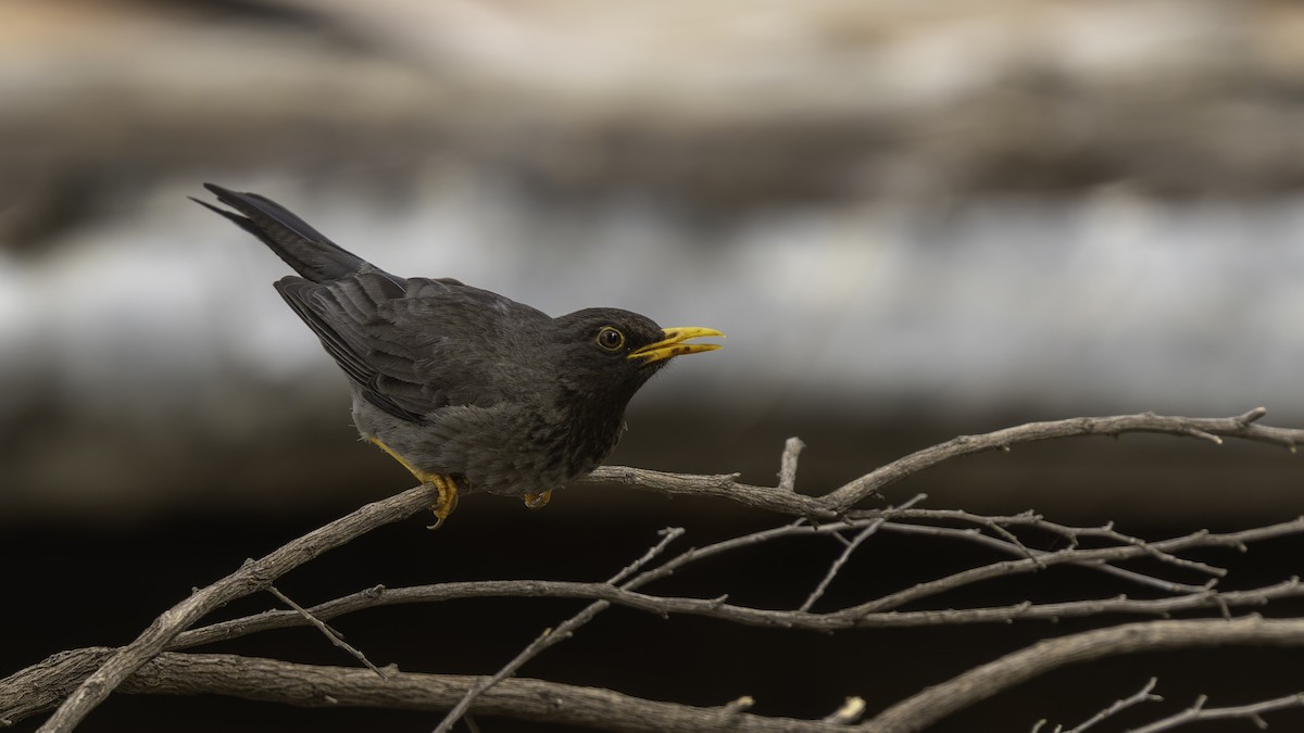 Merle de Somalie - ML635971706