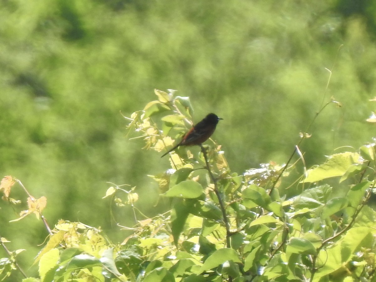 Orchard Oriole - ML635971758