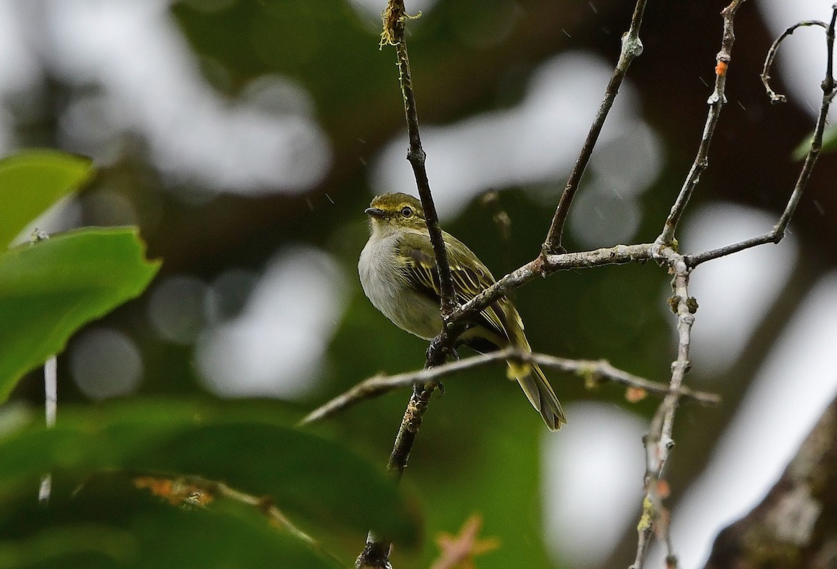 Choco Tyrannulet - ML635971780