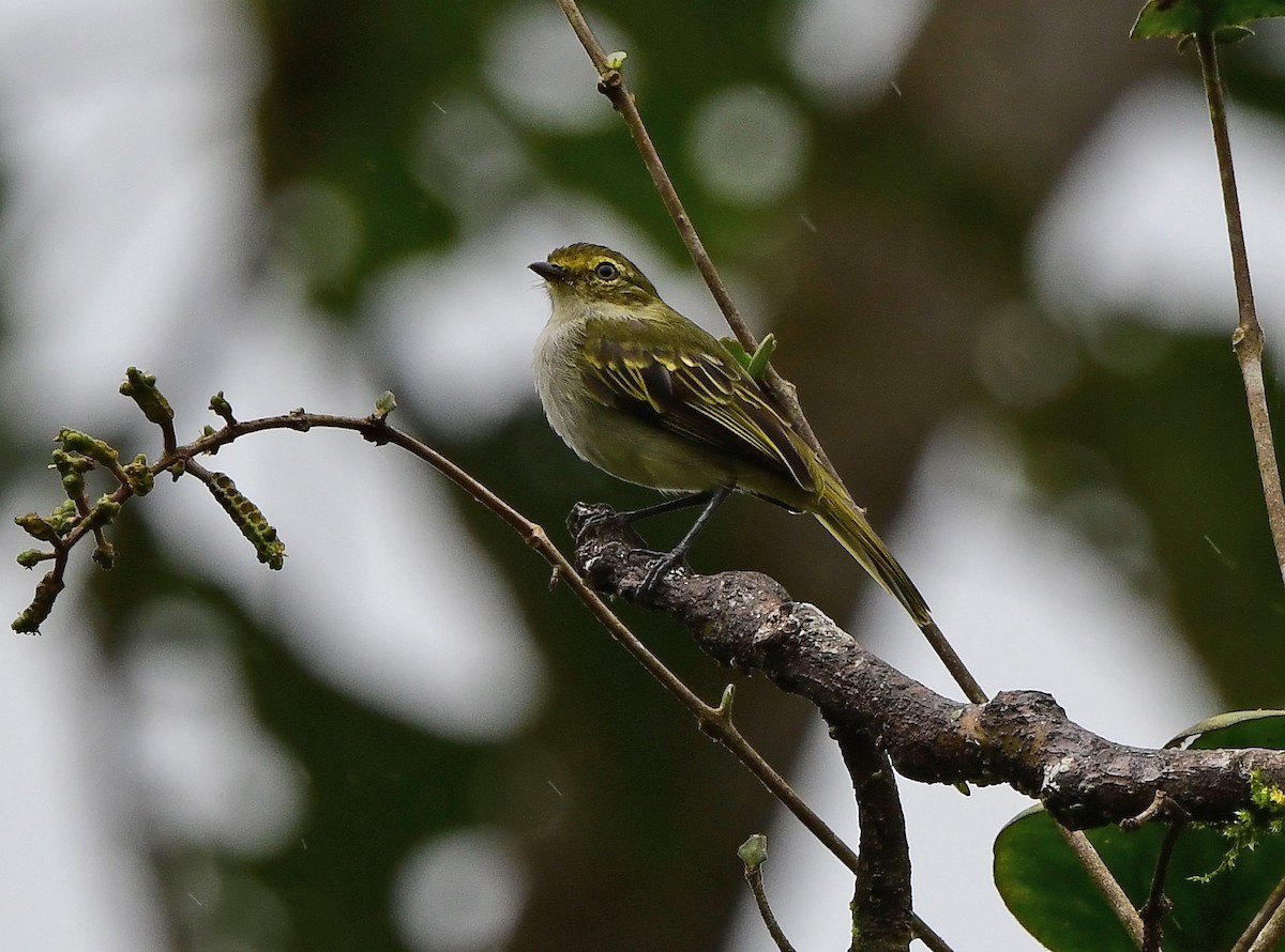 Choco Tyrannulet - ML635971797