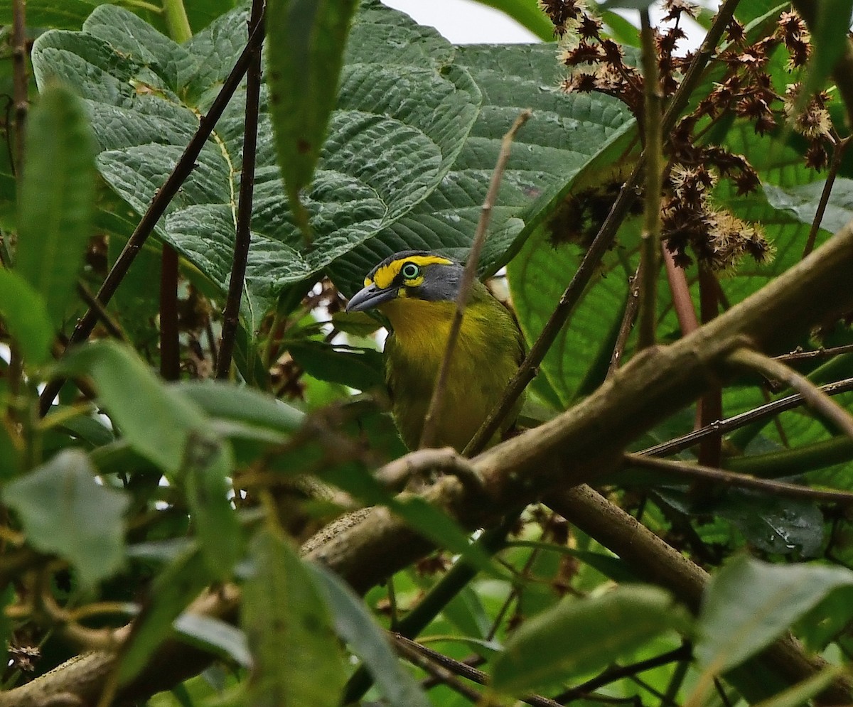 Slaty-capped Shrike-Vireo - ML635971815