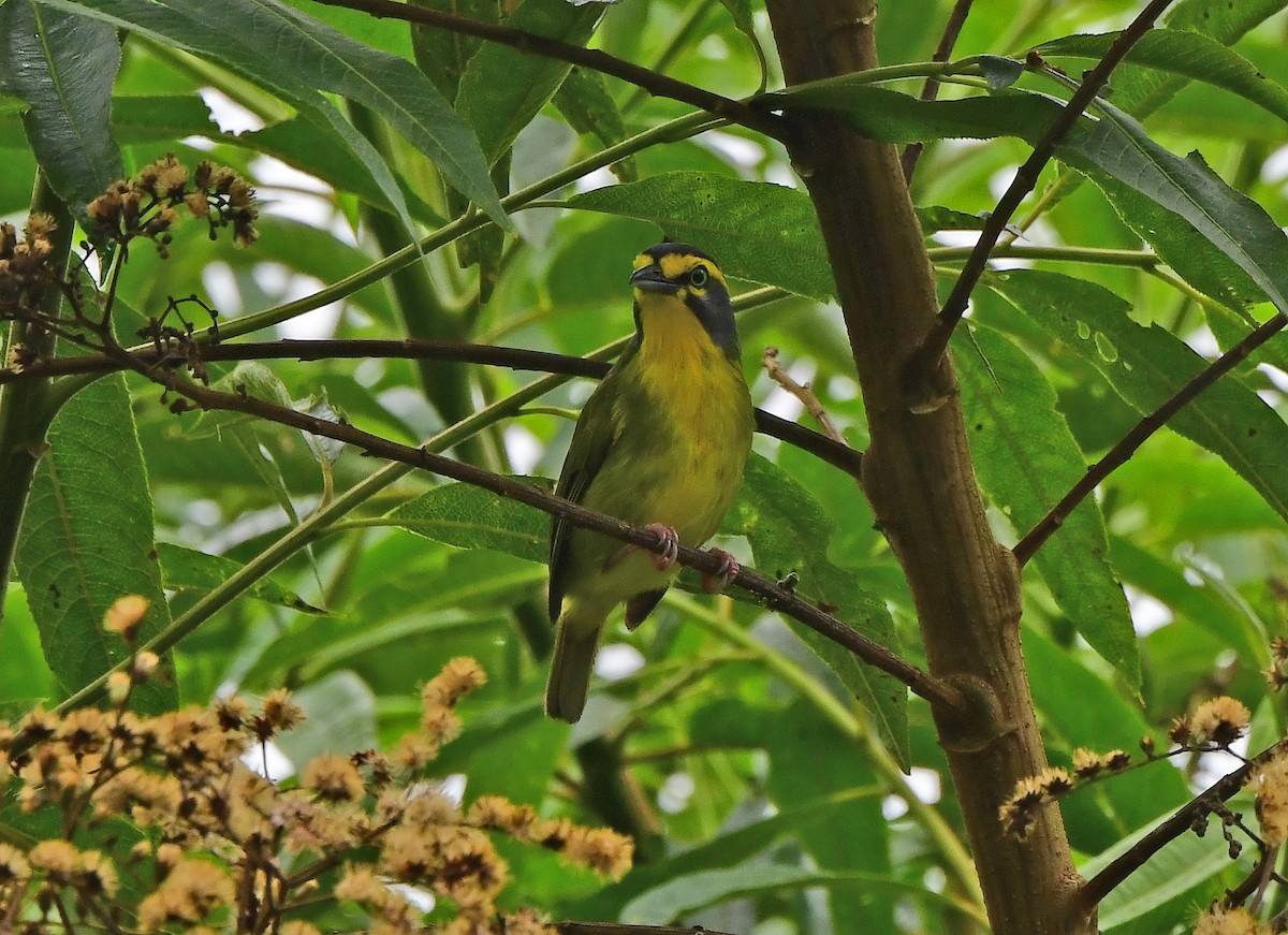 Slaty-capped Shrike-Vireo - ML635971840