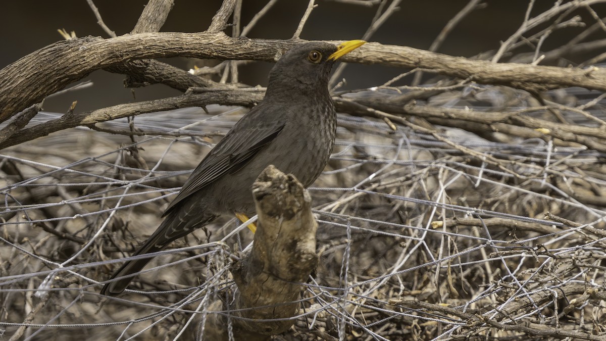 Merle de Somalie - ML635971900