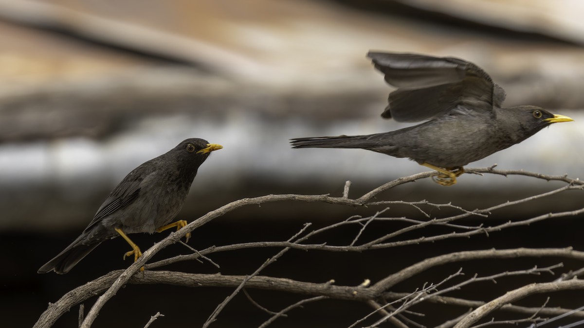 Merle de Somalie - ML635971948