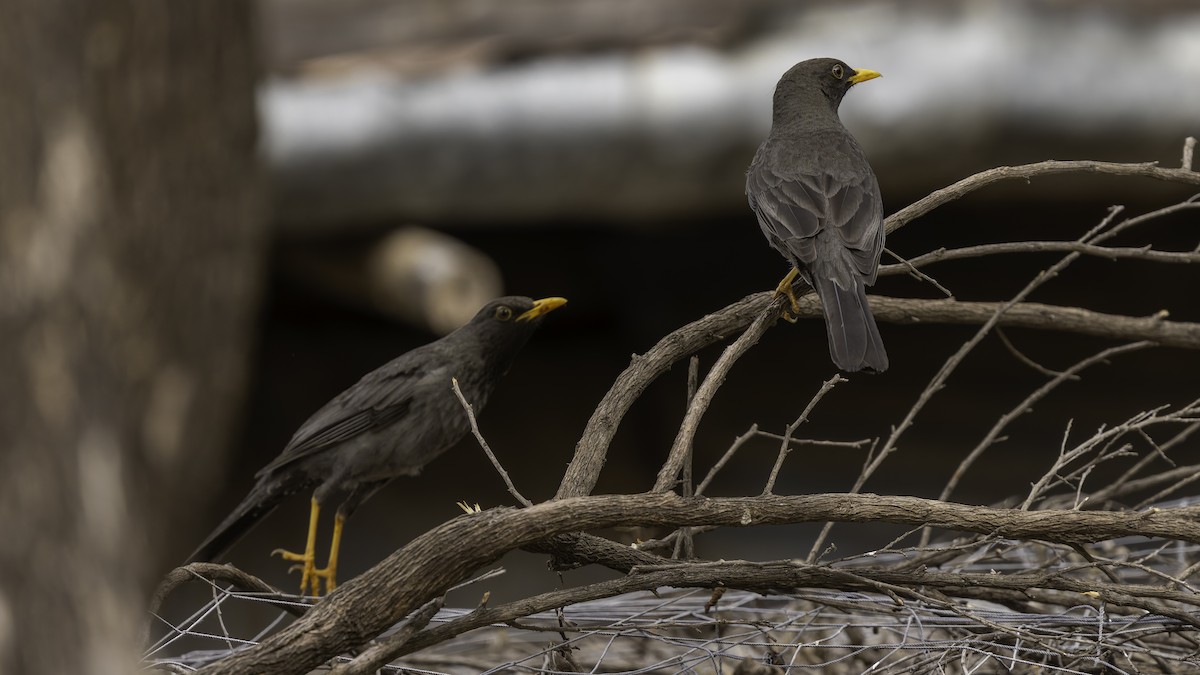 Merle de Somalie - ML635971949