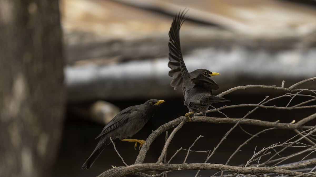 Merle de Somalie - ML635971950