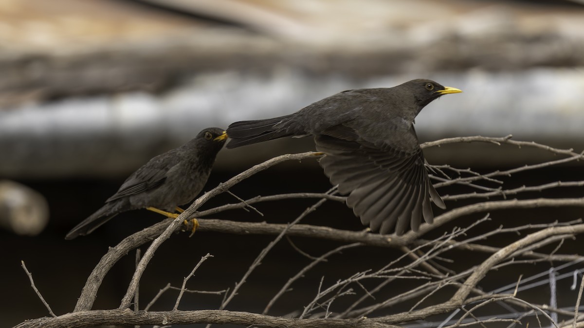 Merle de Somalie - ML635971951