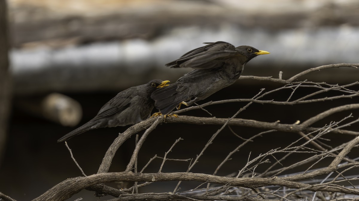 Merle de Somalie - ML635971952