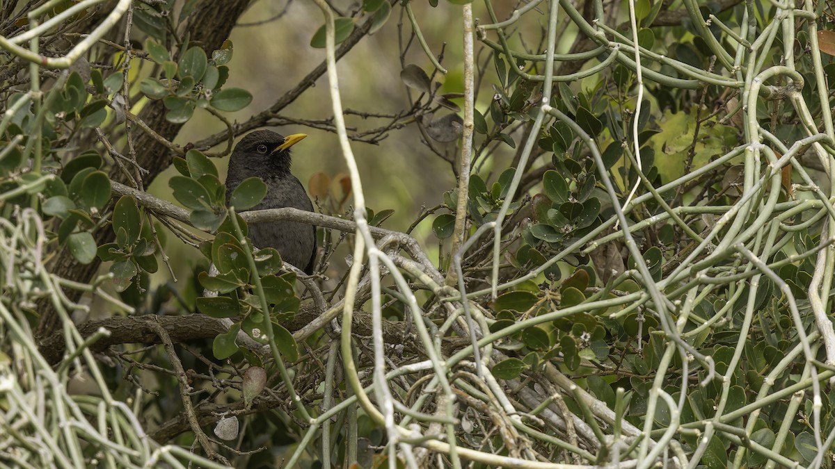 Merle de Somalie - ML635971978