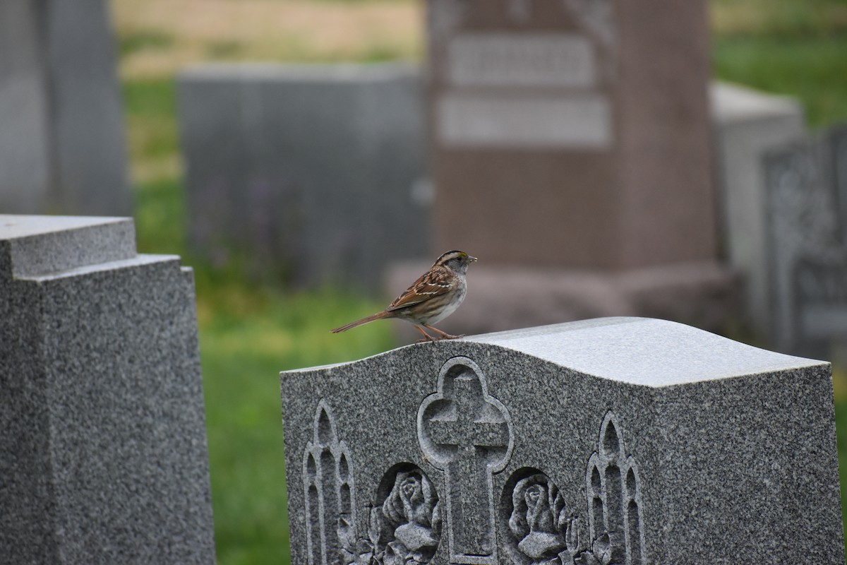 White-throated Sparrow - ML635971998