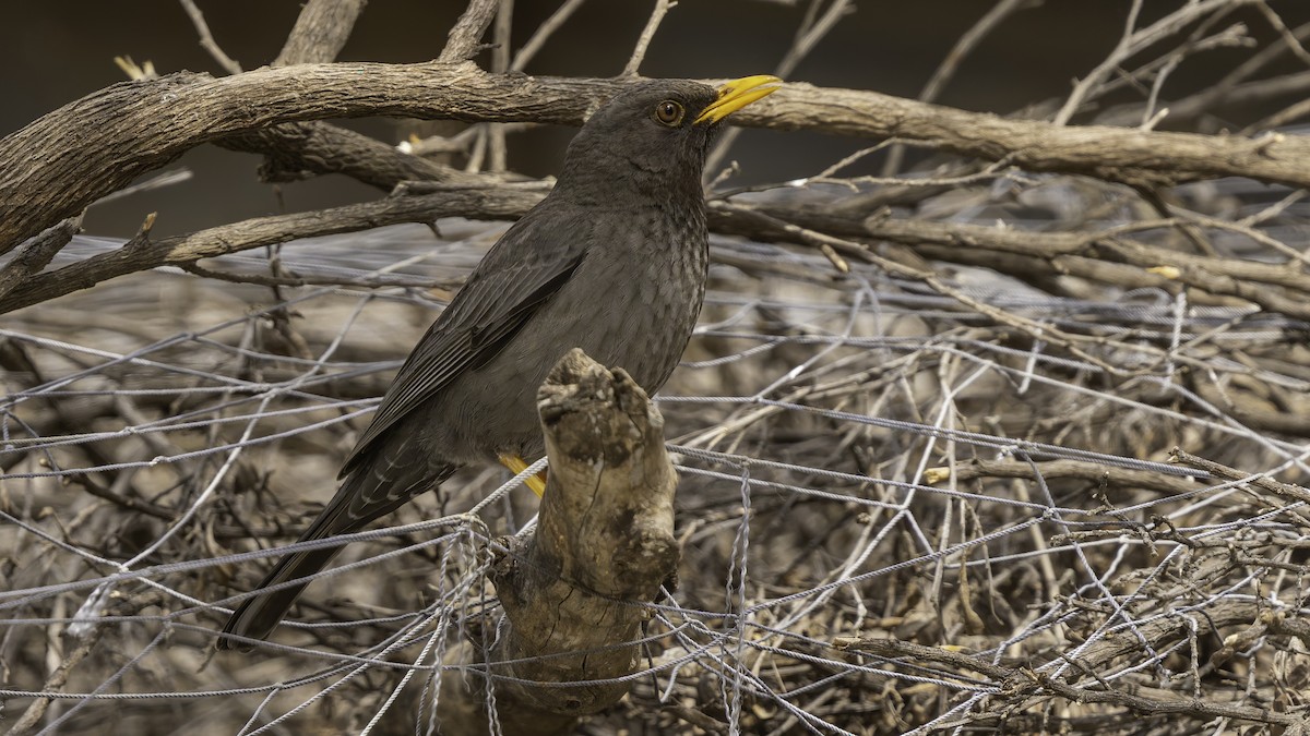 Merle de Somalie - ML635972021