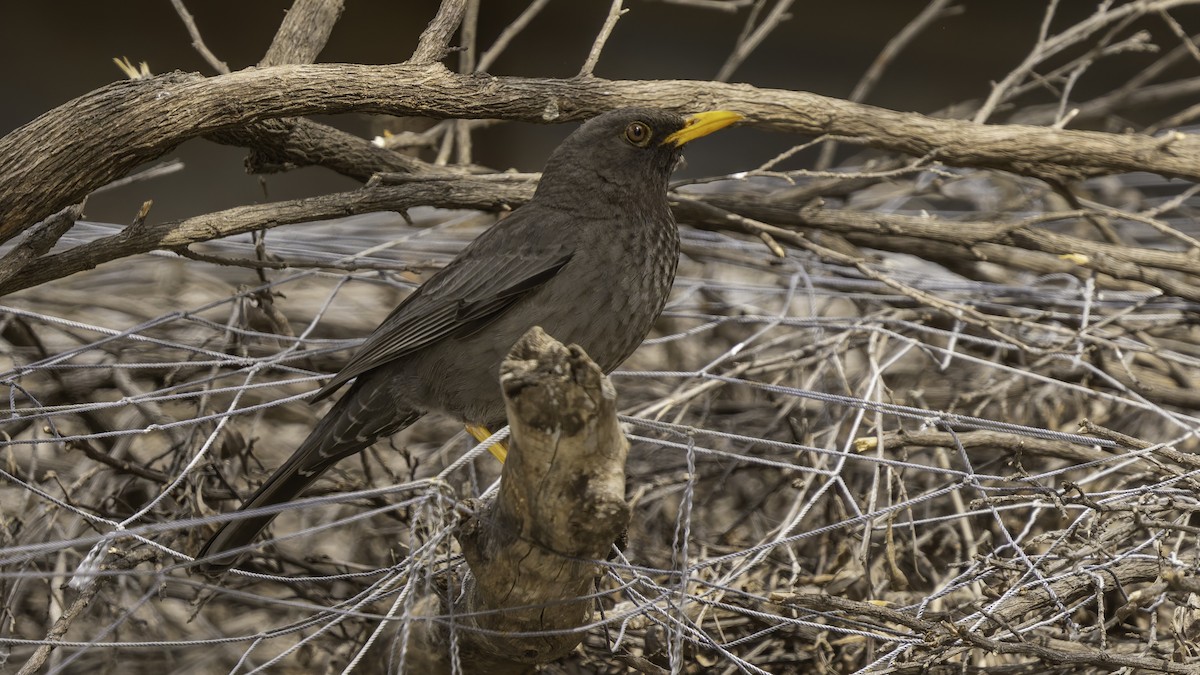 Merle de Somalie - ML635972034