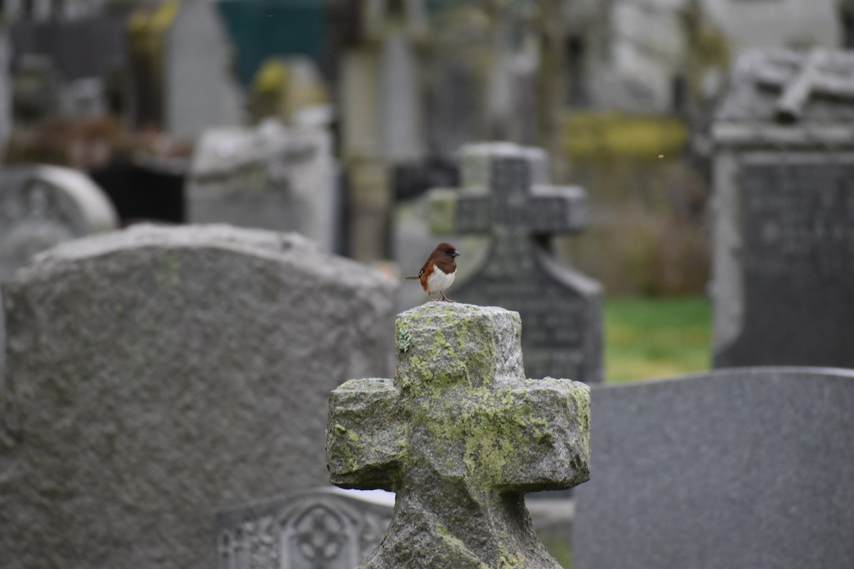 Eastern Towhee - ML635972037
