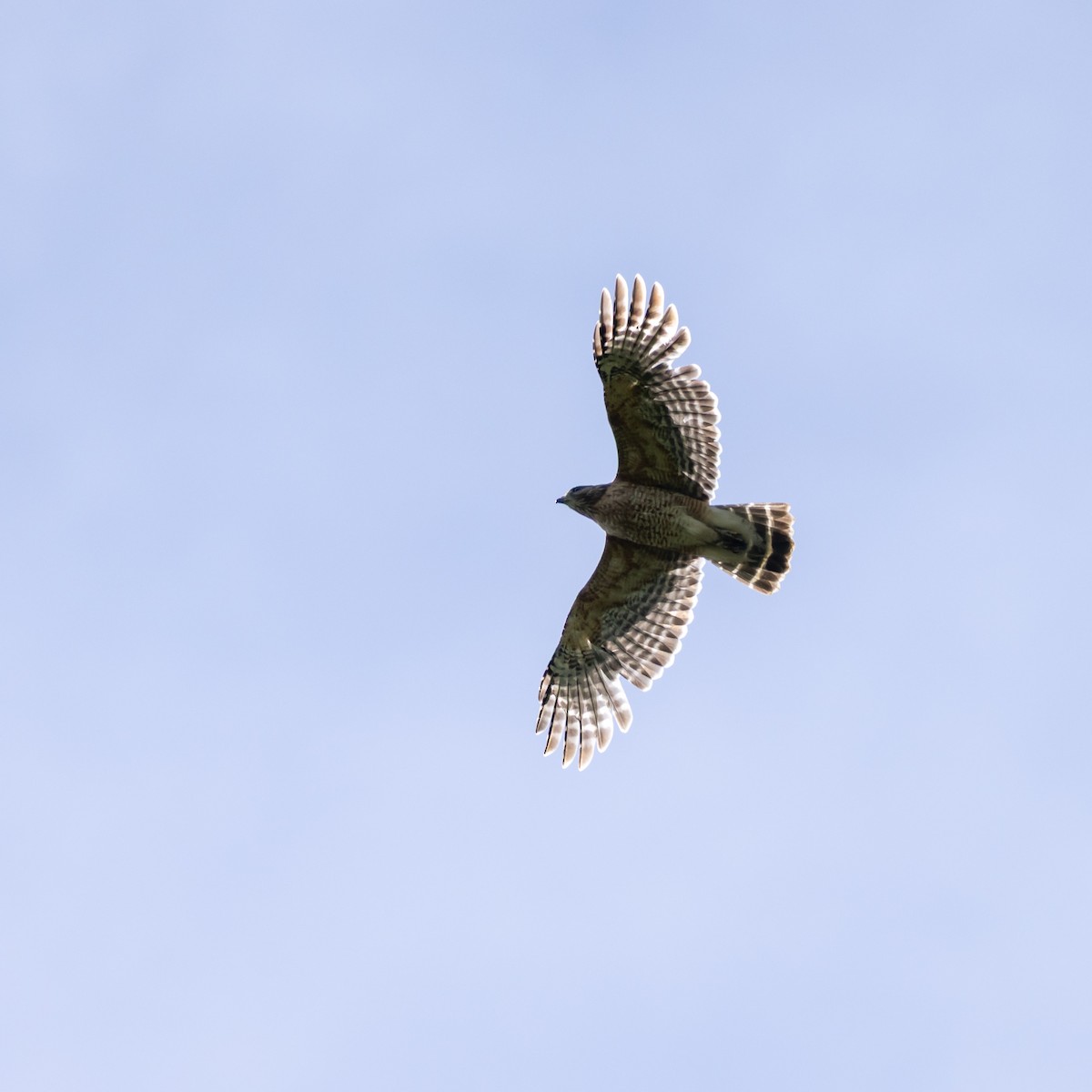 Red-shouldered Hawk - ML635972079