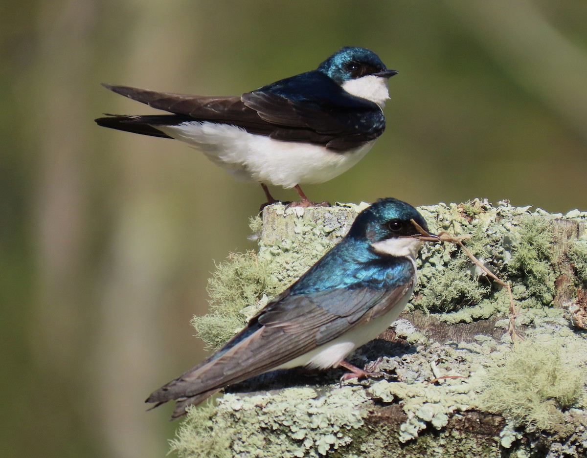 Tree Swallow - ML635972085