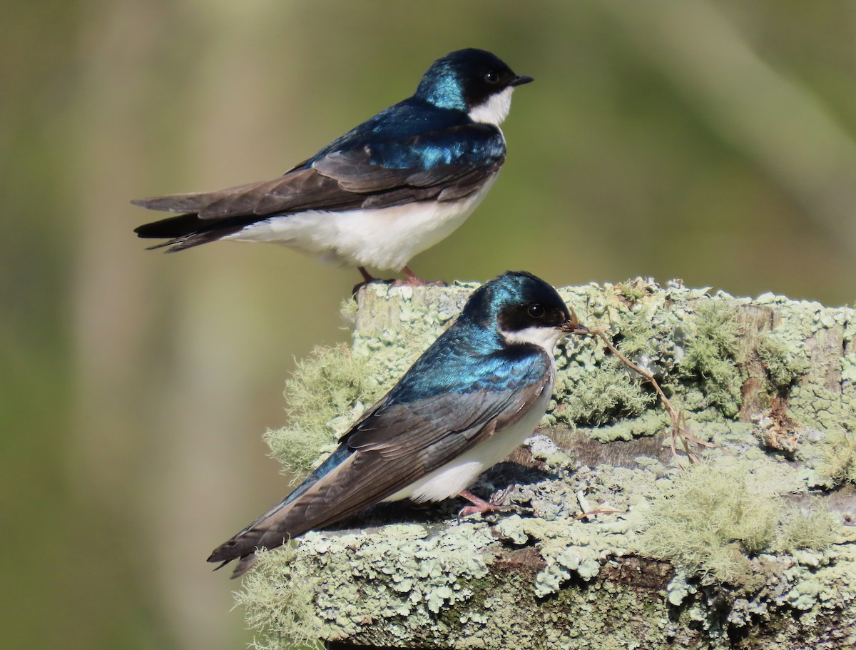 Tree Swallow - ML635972114