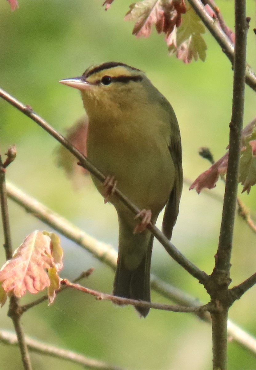 Worm-eating Warbler - ML635972136