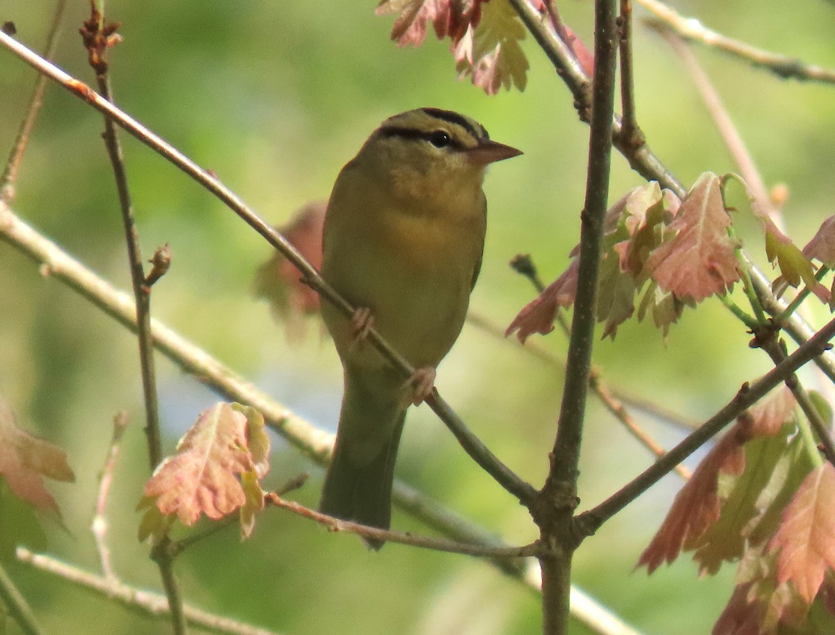 Worm-eating Warbler - ML635972153