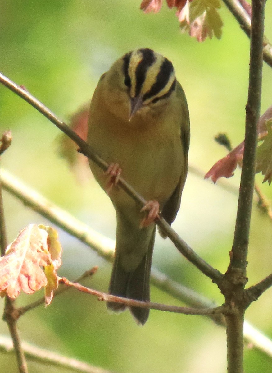 Worm-eating Warbler - ML635972161