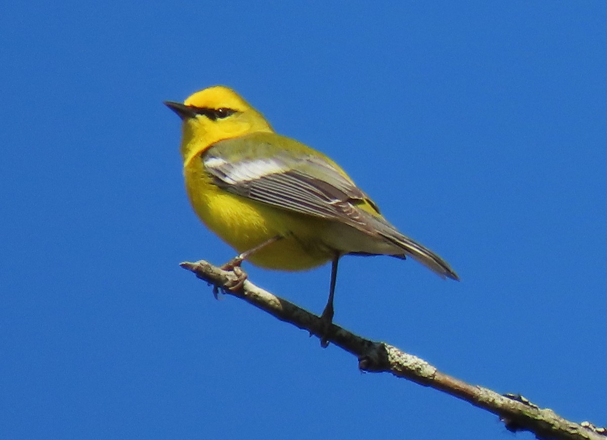 Blue-winged Warbler - ML635972180