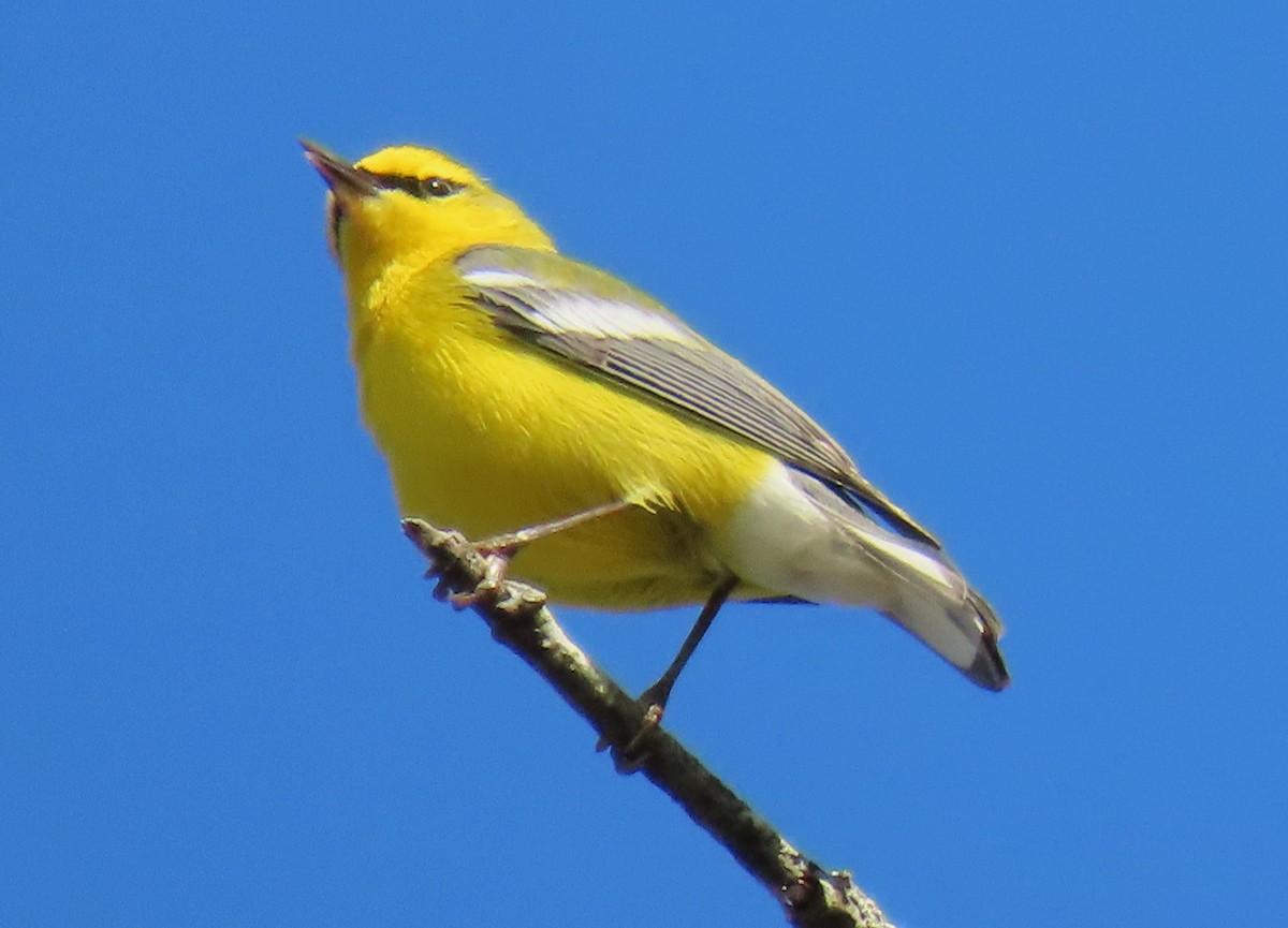 Blue-winged Warbler - ML635972188
