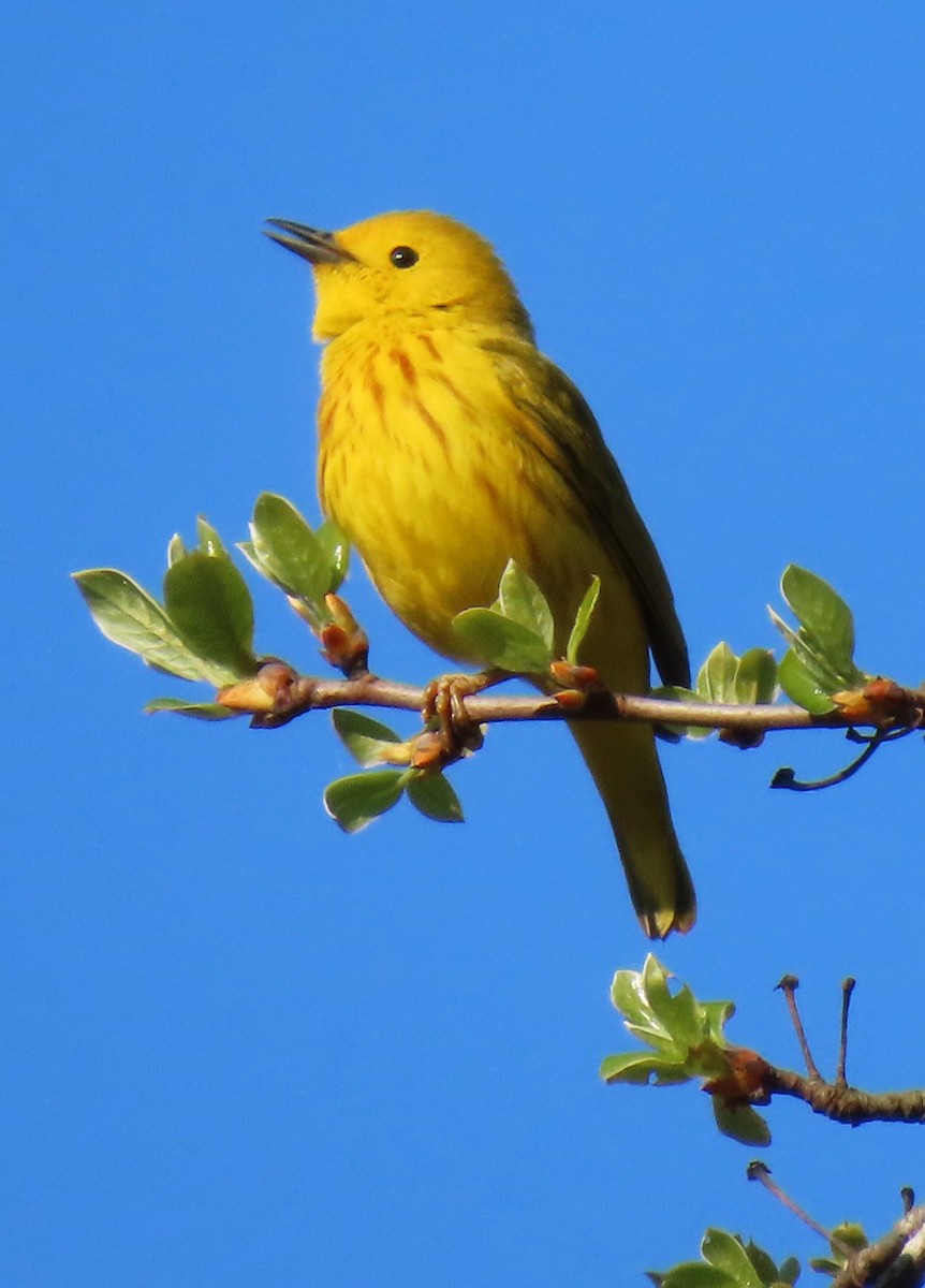 Northern Yellow Warbler - ML635972204