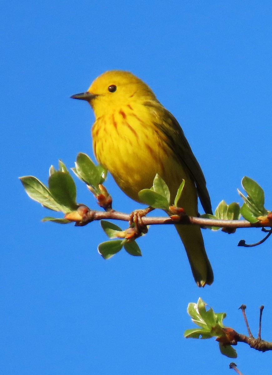 Northern Yellow Warbler - ML635972218