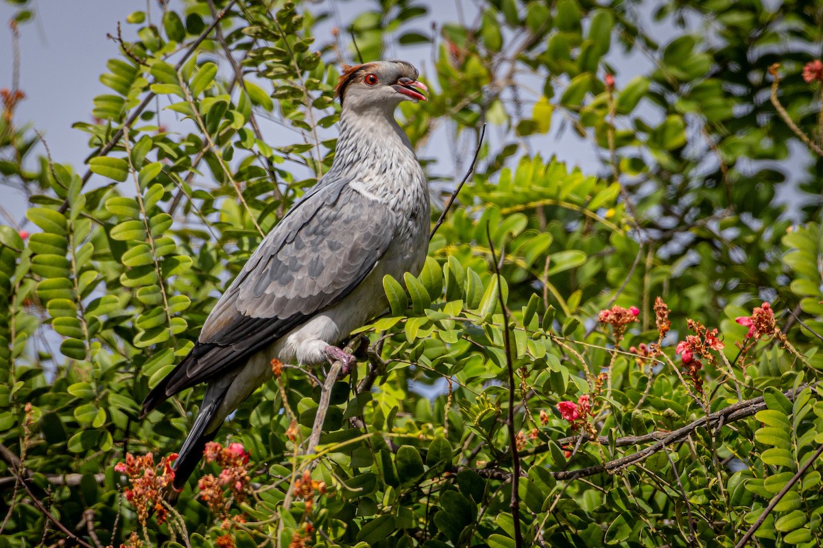 Topknot Pigeon - ML635972296