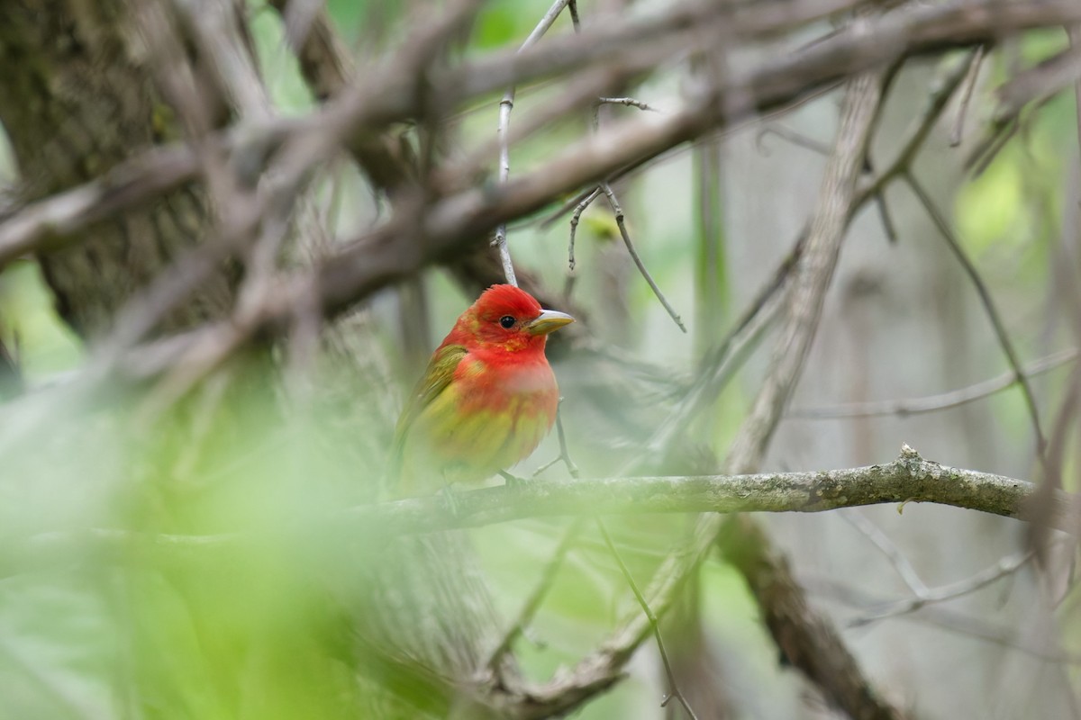 Summer Tanager - ML635972361