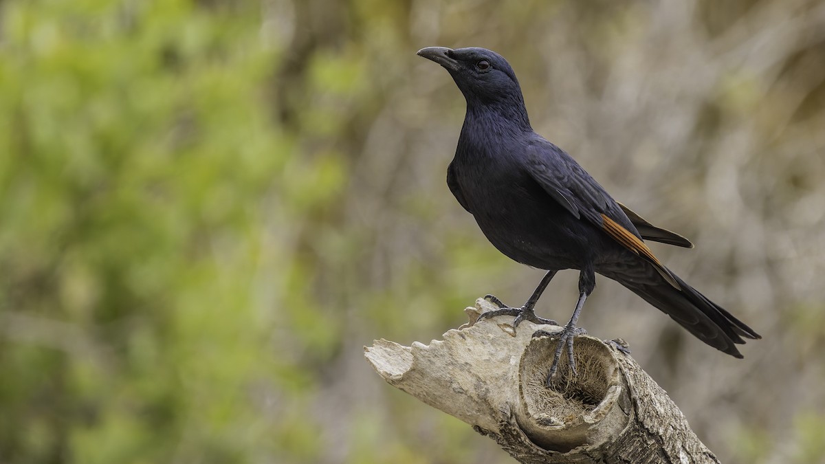Somali Starling - ML635972491