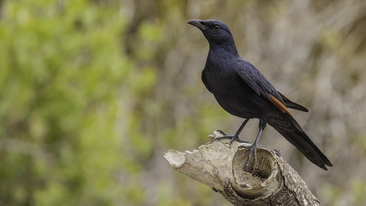 Somali Starling - ML635972492