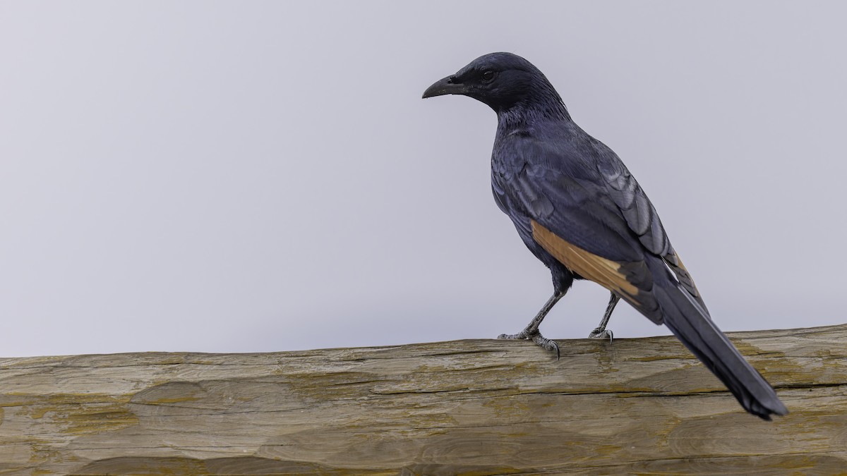 Somali Starling - ML635972511
