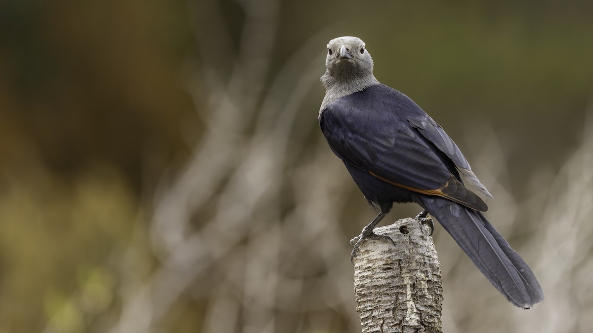 Somali Starling - ML635972560