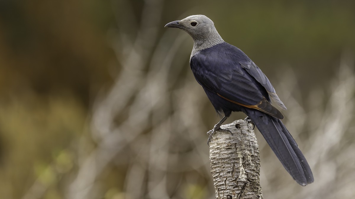 Somali Starling - ML635972561