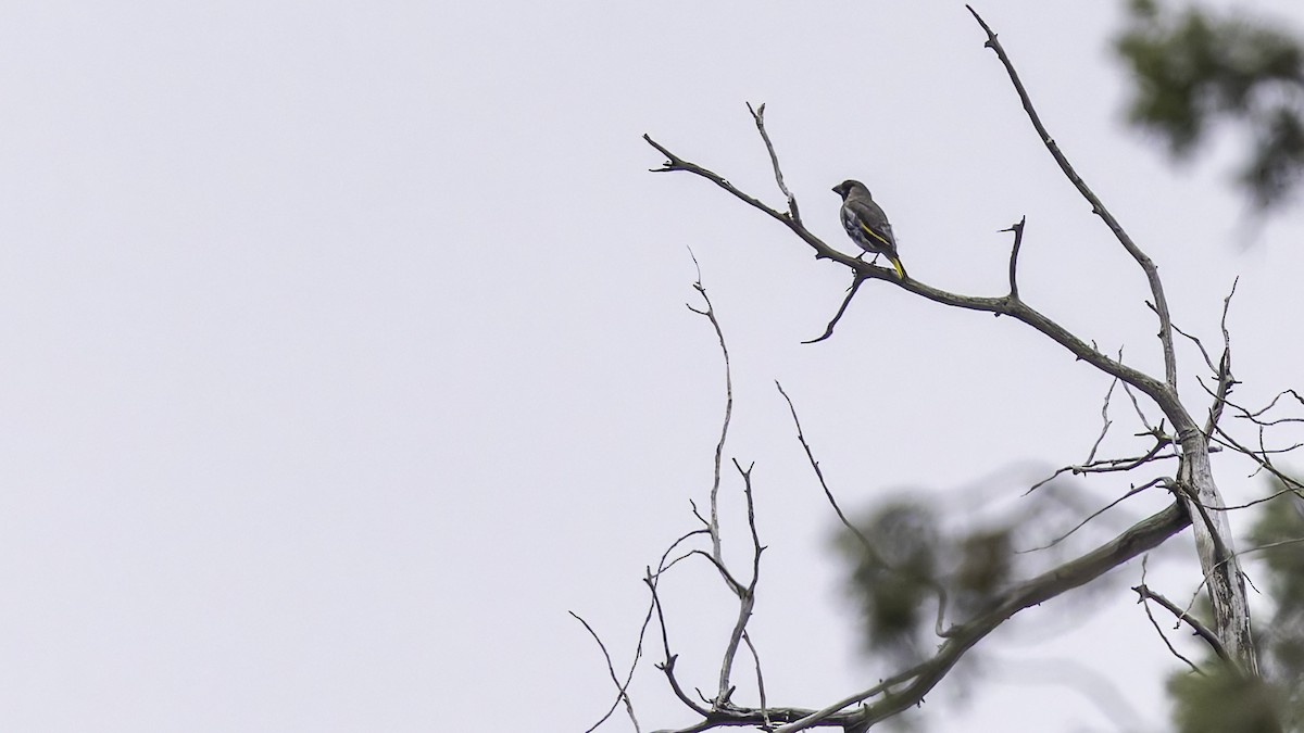 Somali Grosbeak - ML635972579
