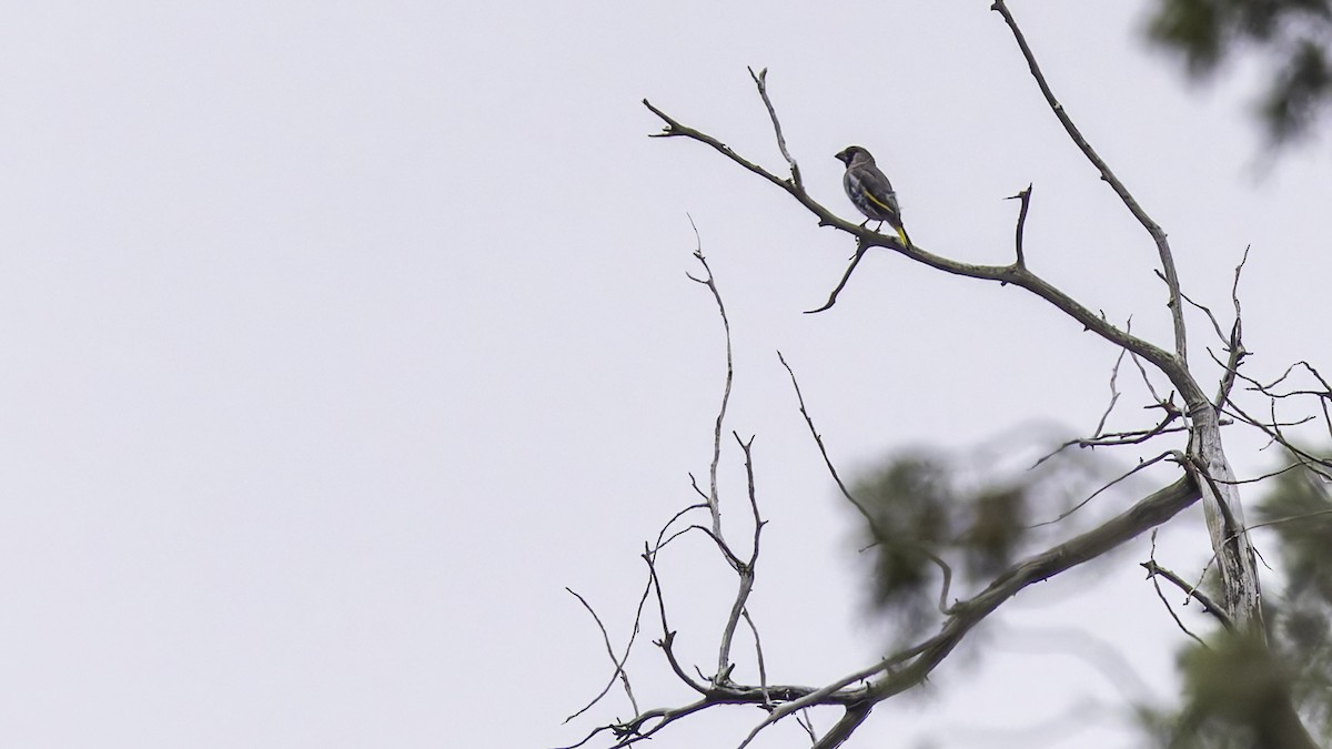 Somali Grosbeak - ML635972580