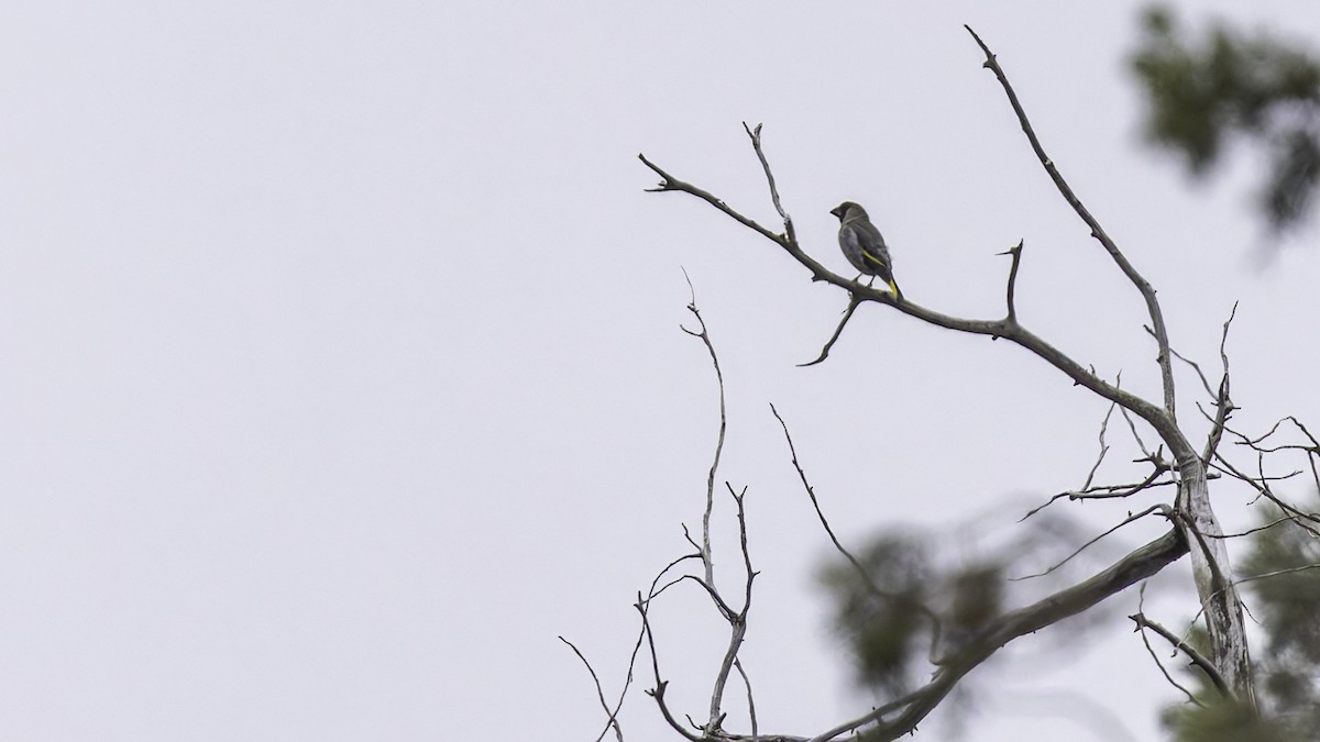 Somali Grosbeak - ML635972581