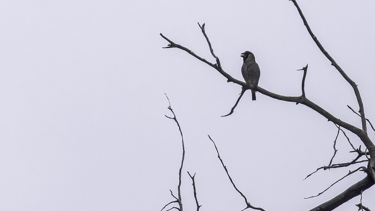 Somali Grosbeak - ML635972582
