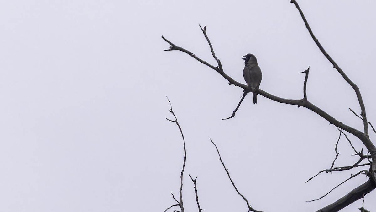 Somali Grosbeak - ML635972583