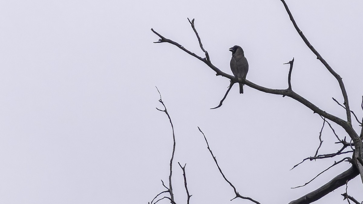 Somali Grosbeak - ML635972584