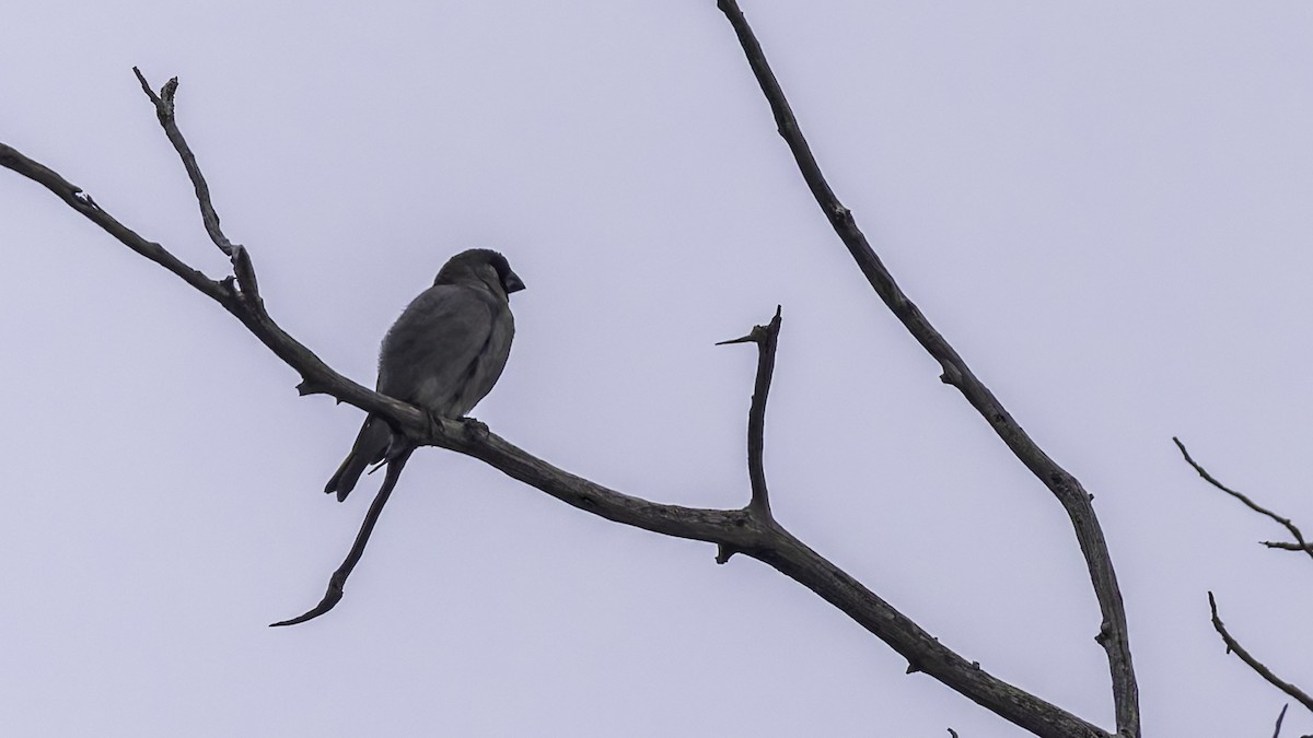 Somali Grosbeak - ML635972586