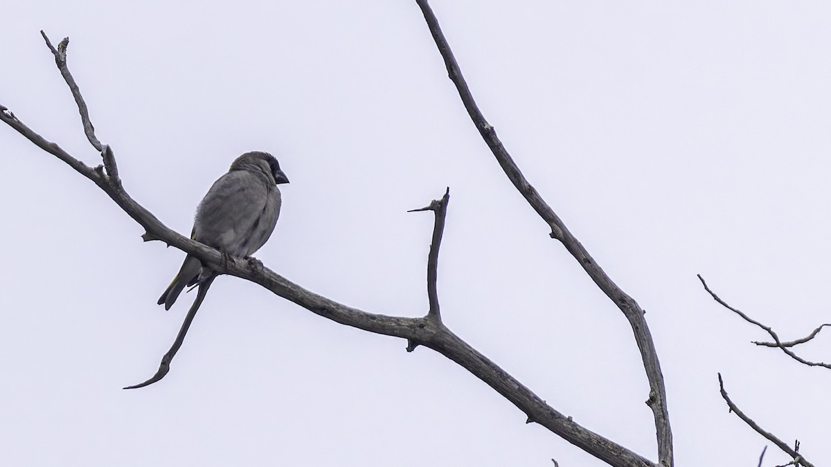 Somali Grosbeak - ML635972589