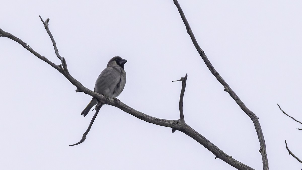 Somali Grosbeak - ML635972590
