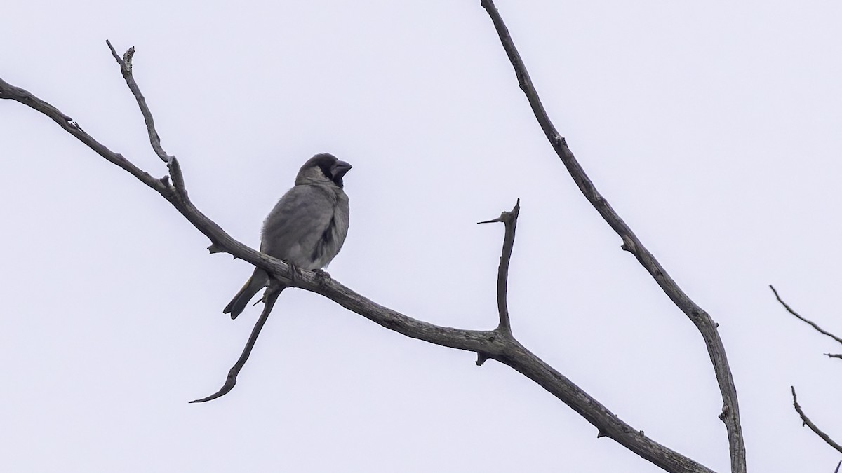 Somali Grosbeak - ML635972591