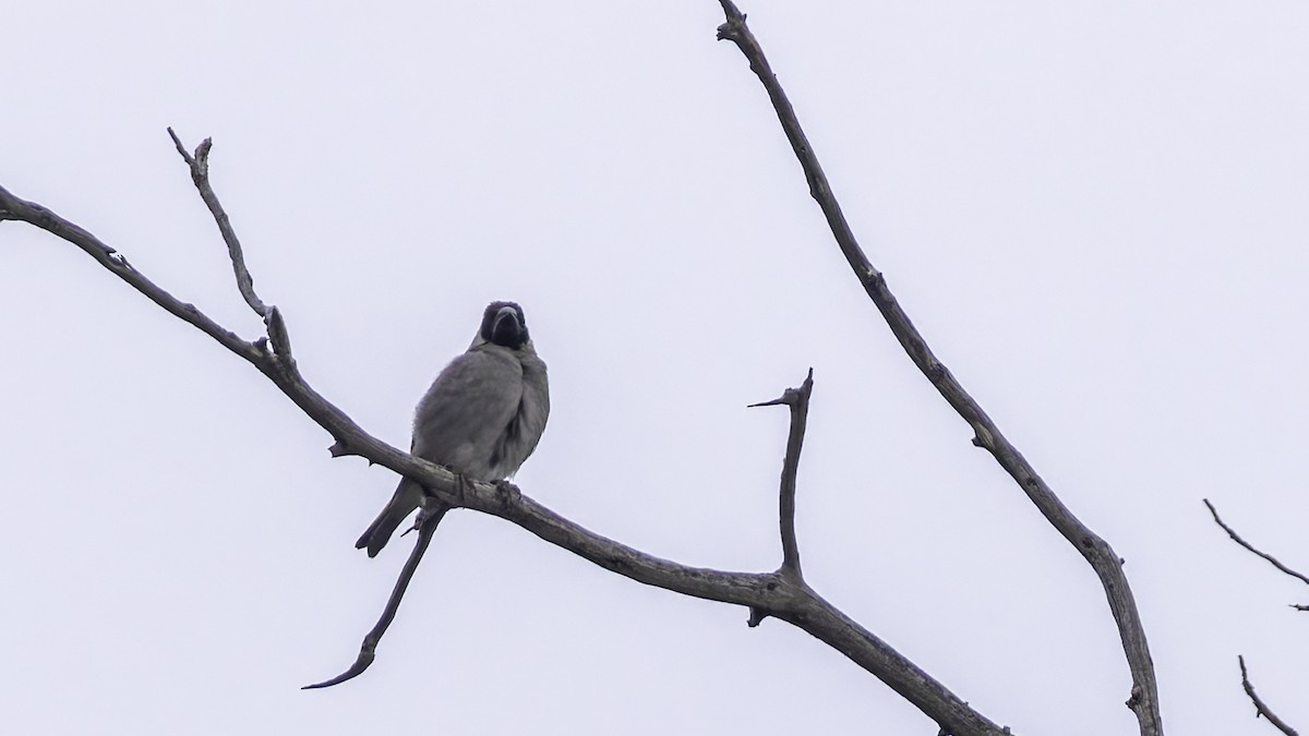 Somali Grosbeak - ML635972592