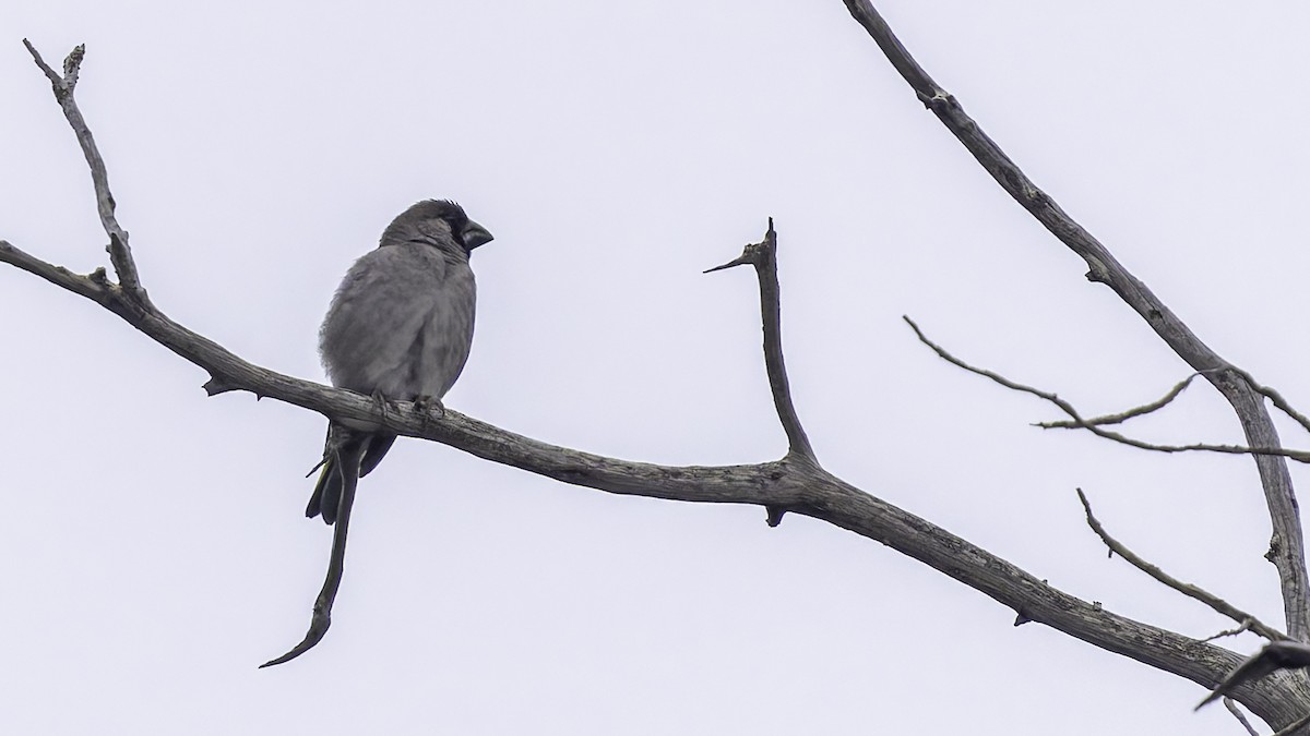 Somali Grosbeak - ML635972595