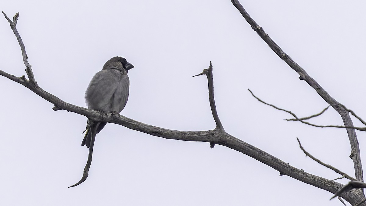 Somali Grosbeak - ML635972596