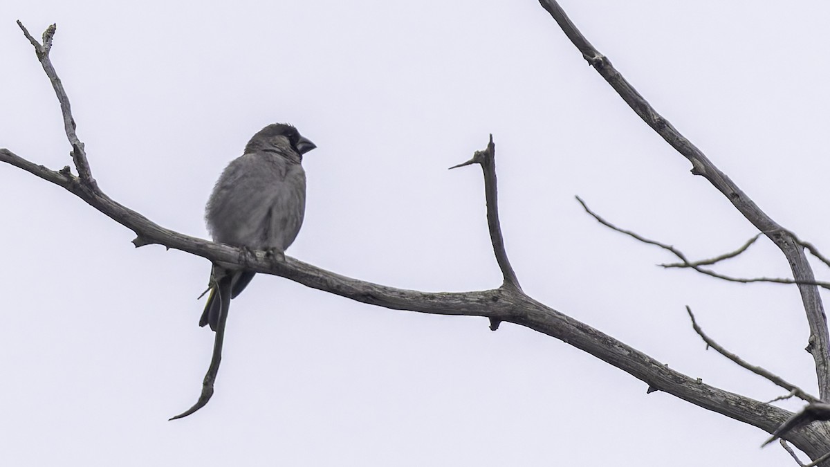 Somali Grosbeak - ML635972597