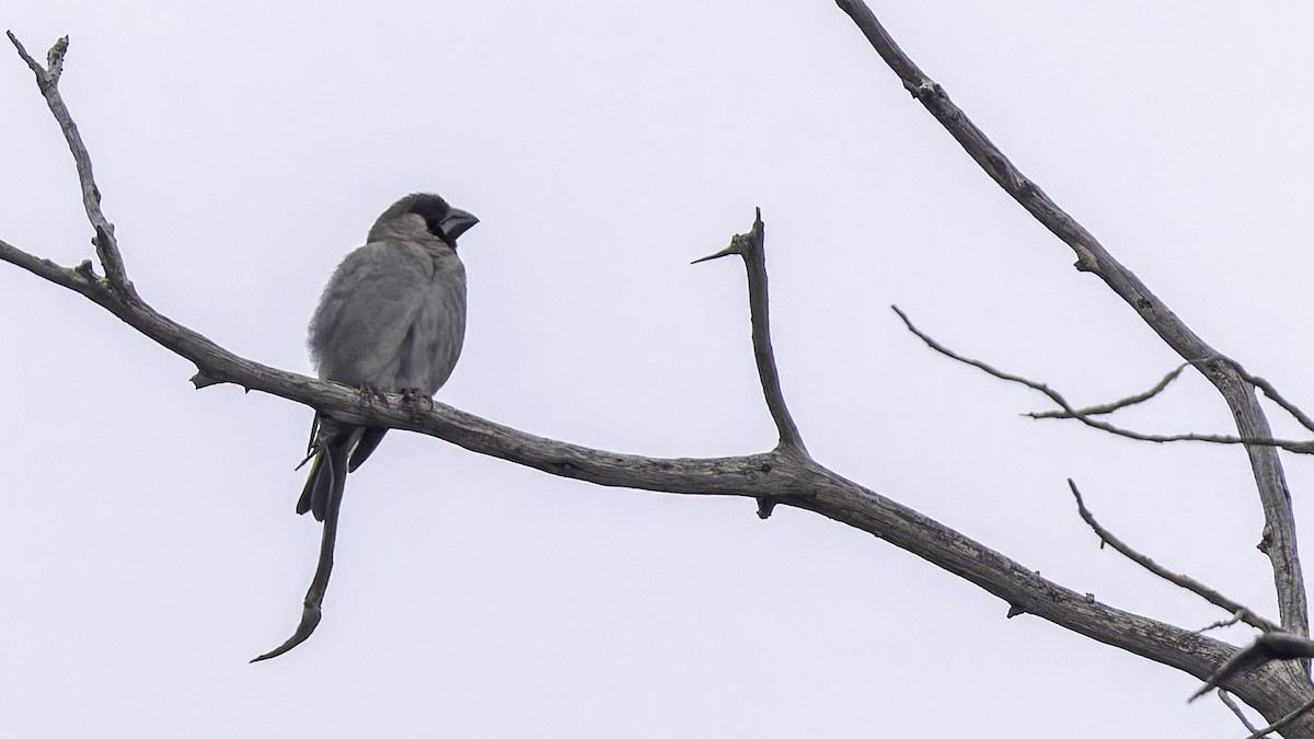 Somali Grosbeak - ML635972598